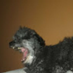 Meet your Posher, Try not to laugh